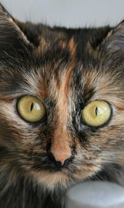 Preview wallpaper cat, tabby, eyes, beautiful