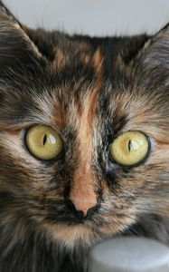 Preview wallpaper cat, tabby, eyes, beautiful