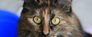 Preview wallpaper cat, tabby, eyes, beautiful