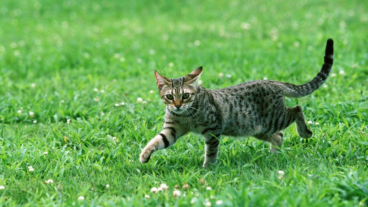 Wallpaper cat, tabby, eyes, grass