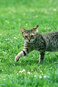 Preview wallpaper cat, tabby, eyes, grass