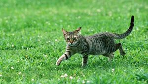 Preview wallpaper cat, tabby, eyes, grass