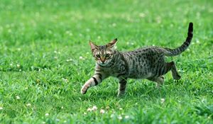 Preview wallpaper cat, tabby, eyes, grass