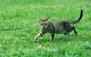 Preview wallpaper cat, tabby, eyes, grass