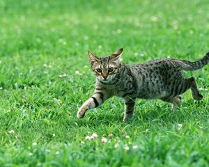 Preview wallpaper cat, tabby, eyes, grass