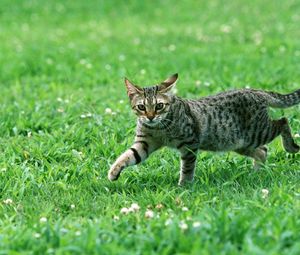 Preview wallpaper cat, tabby, eyes, grass