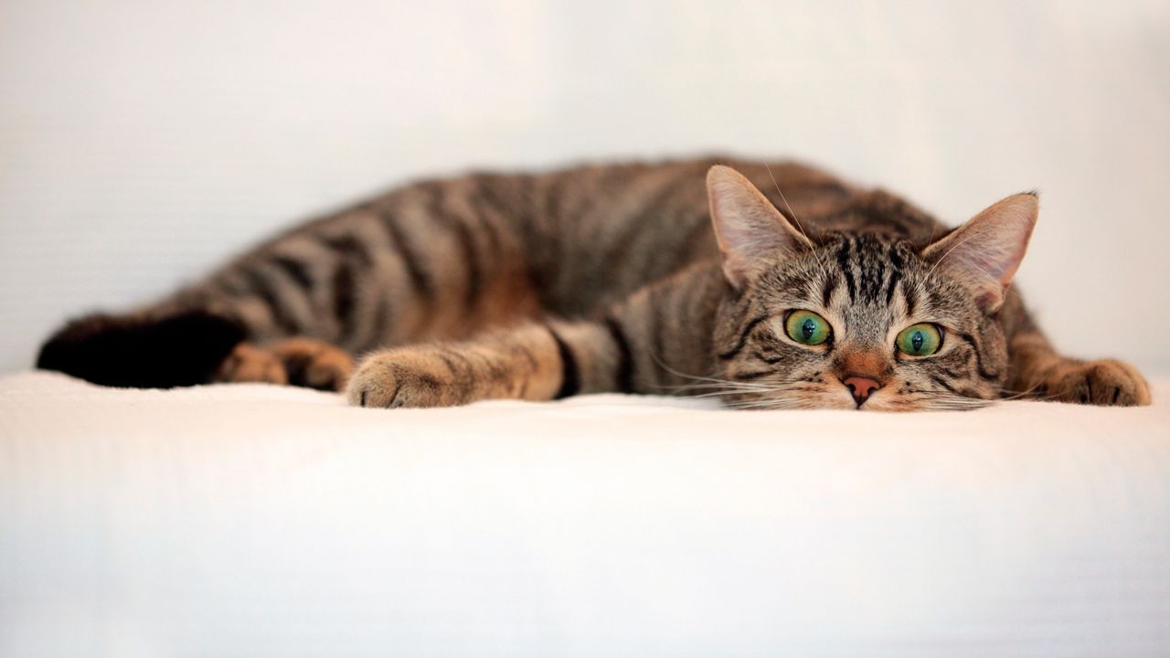 Wallpaper cat, tabby, eyes, surprise, lie