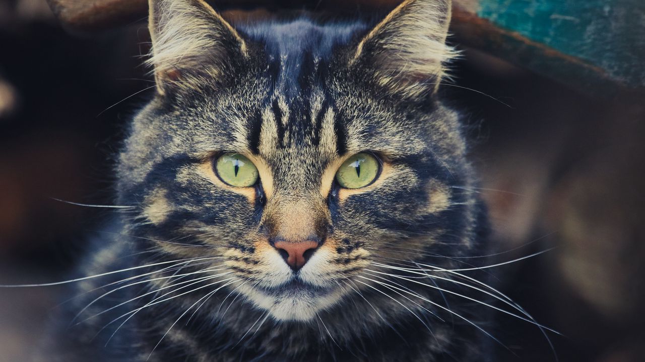Wallpaper cat, tabby, face, eyes