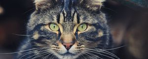 Preview wallpaper cat, tabby, face, eyes