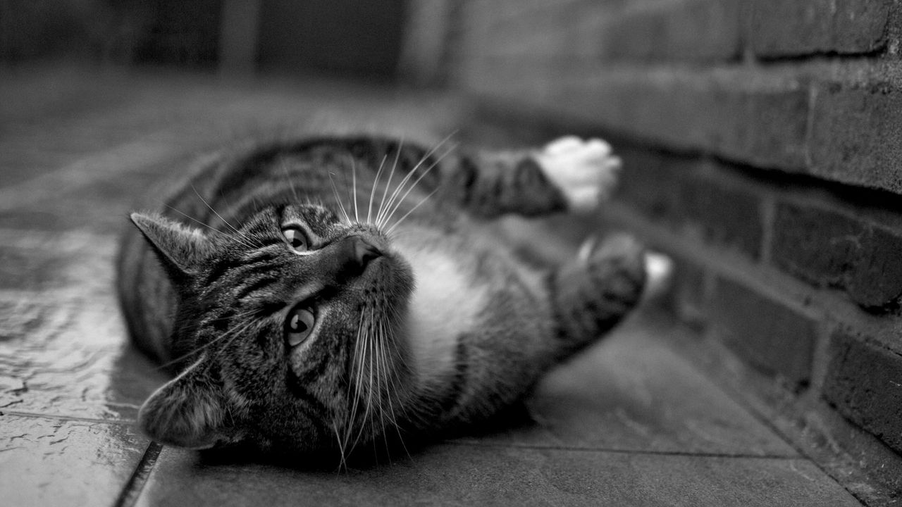 Wallpaper cat, tabby, feet, black and white