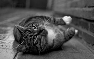 Preview wallpaper cat, tabby, feet, black and white