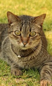 Preview wallpaper cat, tabby, grass, lying, sleighbell, collar