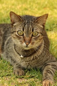 Preview wallpaper cat, tabby, grass, lying, sleighbell, collar