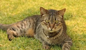 Preview wallpaper cat, tabby, grass, lying, sleighbell, collar