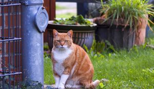 Preview wallpaper cat, tabby, grass, spotted