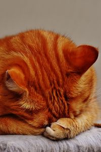 Preview wallpaper cat, tabby, lying