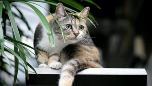 Preview wallpaper cat, tabby, plant, curiosity