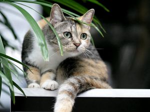 Preview wallpaper cat, tabby, plant, curiosity