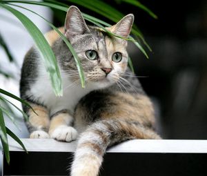 Preview wallpaper cat, tabby, plant, curiosity