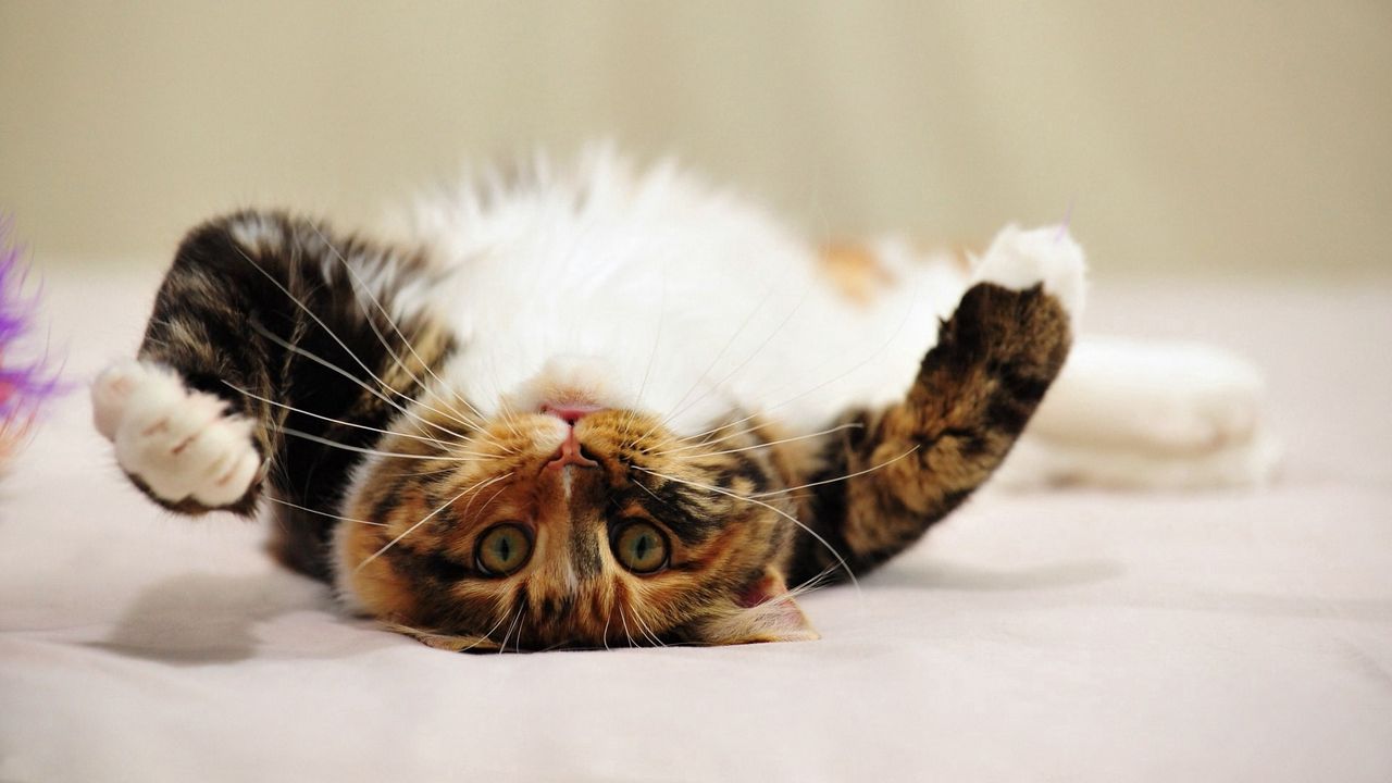 Wallpaper cat, tabby, playful, lie
