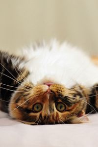 Preview wallpaper cat, tabby, playful, lie