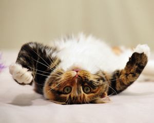 Preview wallpaper cat, tabby, playful, lie