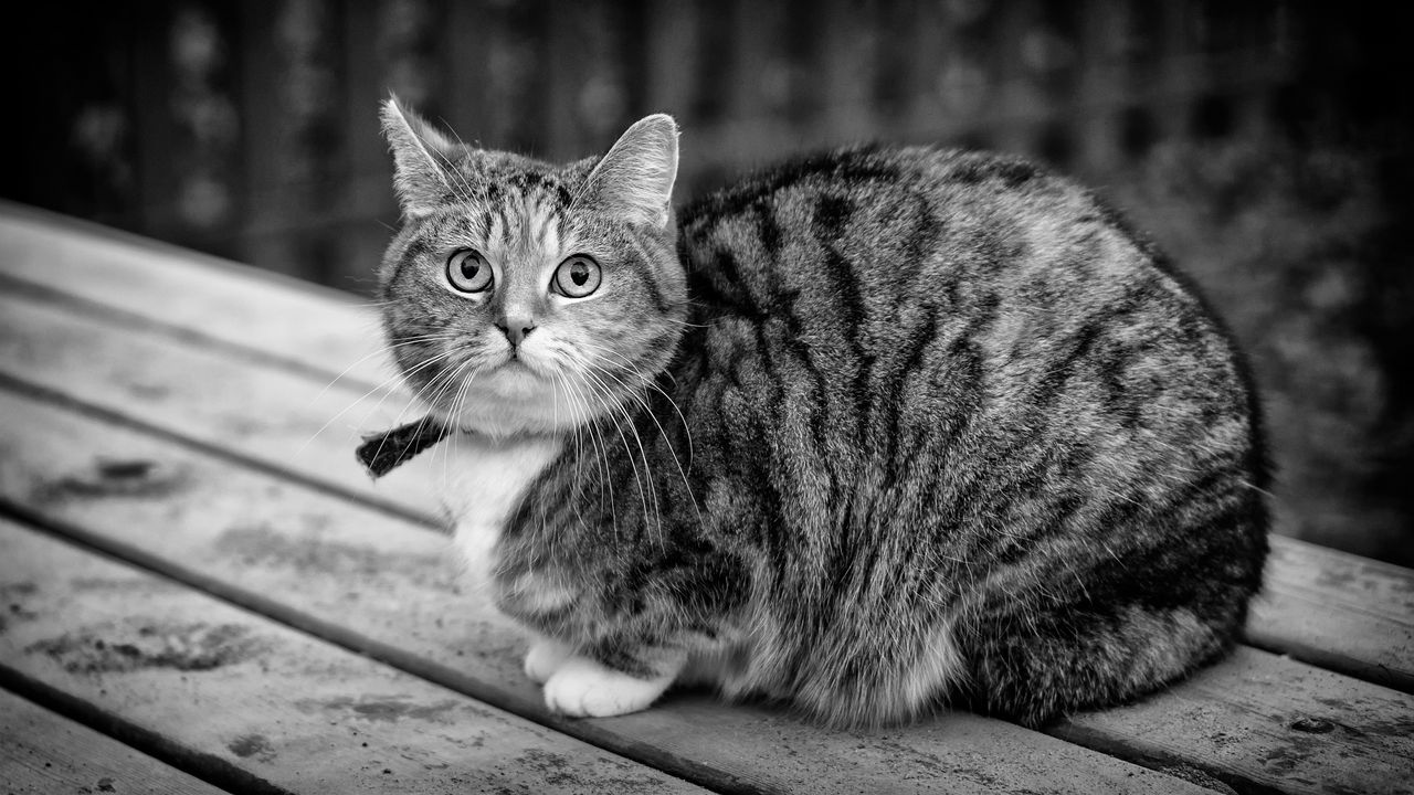Wallpaper cat, tabby, sitting, bw