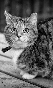 Preview wallpaper cat, tabby, sitting, bw