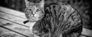 Preview wallpaper cat, tabby, sitting, bw