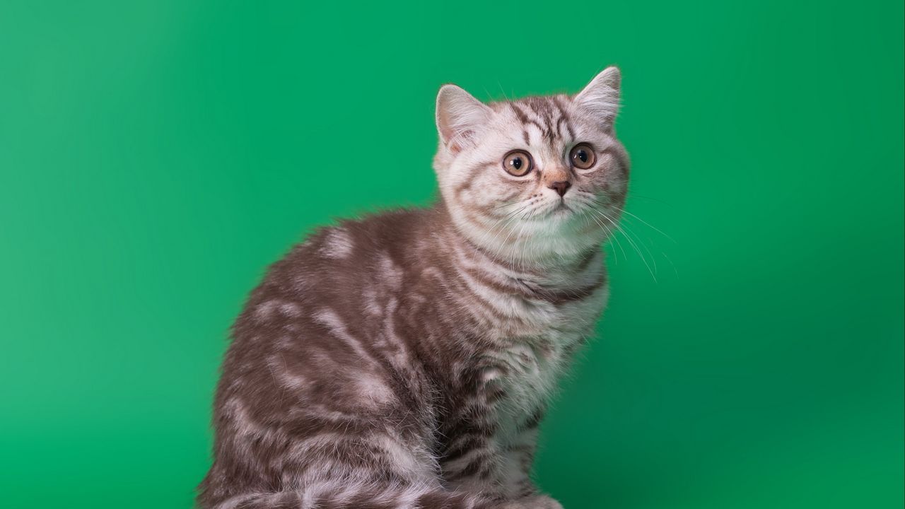 Wallpaper cat, tabby, sitting, background