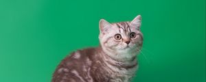 Preview wallpaper cat, tabby, sitting, background
