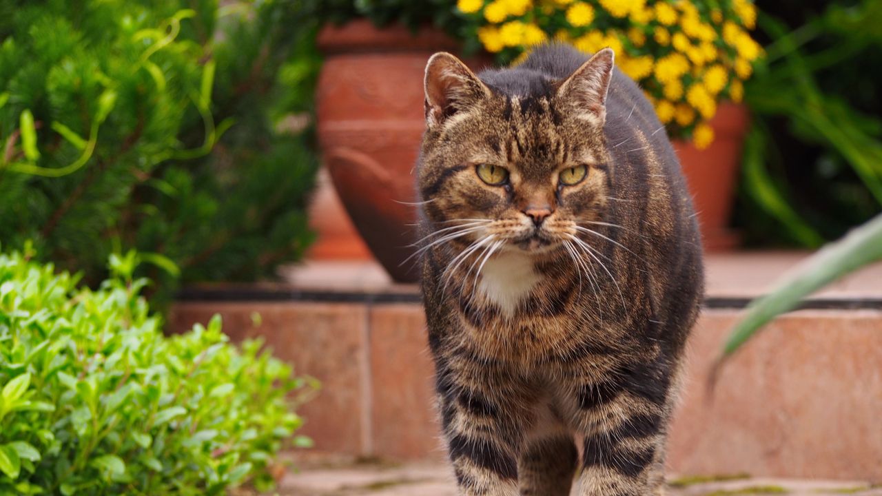 Wallpaper cat, tabby, walk