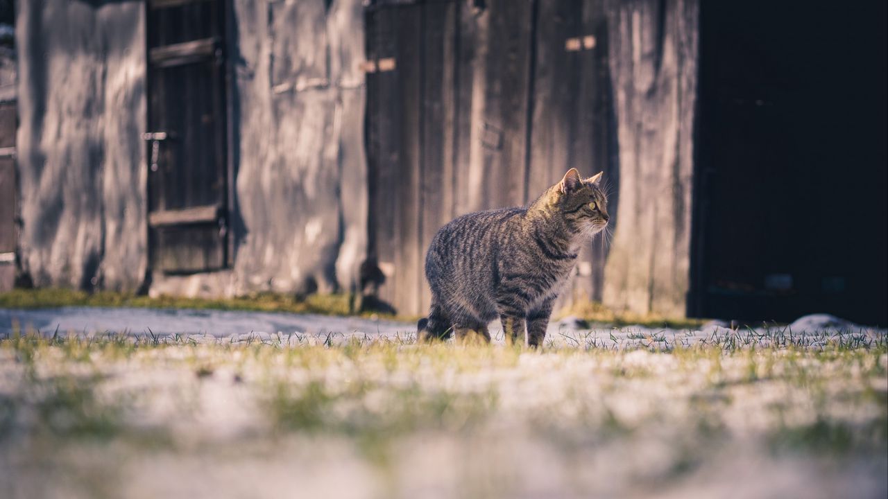 Wallpaper cat, tabby, walk