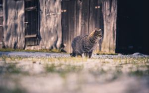 Preview wallpaper cat, tabby, walk