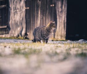 Preview wallpaper cat, tabby, walk