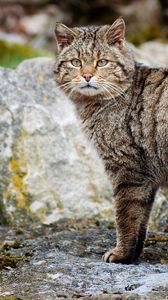 Preview wallpaper cat, tabby, walk, stones