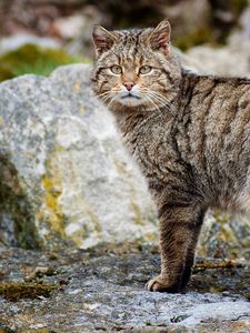 Preview wallpaper cat, tabby, walk, stones
