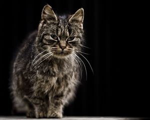 Preview wallpaper cat, tabby, wet, old, shade