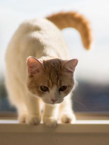 Preview wallpaper cat, tail, walking, beautiful