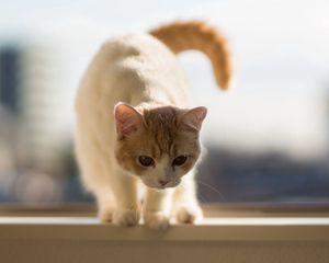 Preview wallpaper cat, tail, walking, beautiful