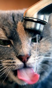 Preview wallpaper cat, tap, water, drops, drink, thirst