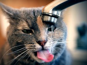 Preview wallpaper cat, tap, water, drops, drink, thirst