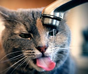 Preview wallpaper cat, tap, water, drops, drink, thirst