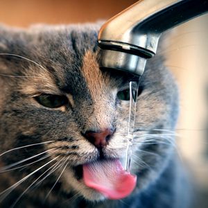 Preview wallpaper cat, tap, water, drops, drink, thirst