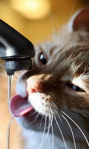 Preview wallpaper cat, tap, water, thirst