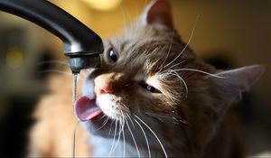 Preview wallpaper cat, tap, water, thirst