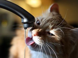 Preview wallpaper cat, tap, water, thirst