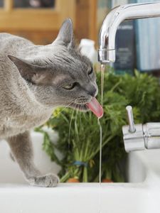 Preview wallpaper cat, thirst, water, tap