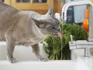 Preview wallpaper cat, thirst, water, tap