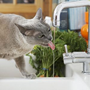 Preview wallpaper cat, thirst, water, tap